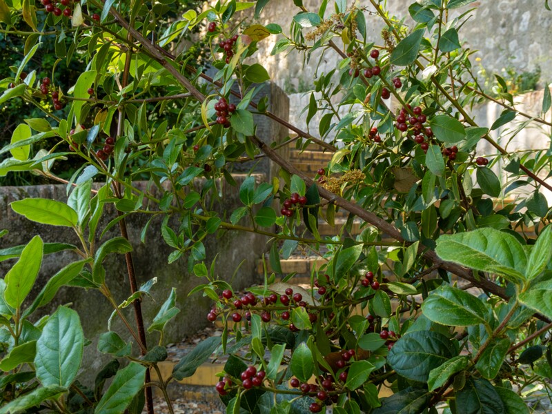 Rhamnus alaternus  2025-05-14 1-6