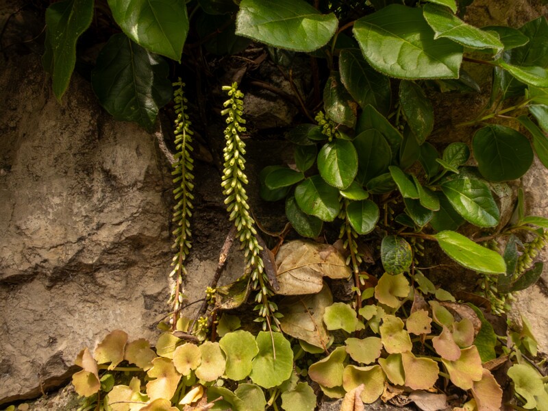 Umbilicus rupestris  2025-05-11 1-1