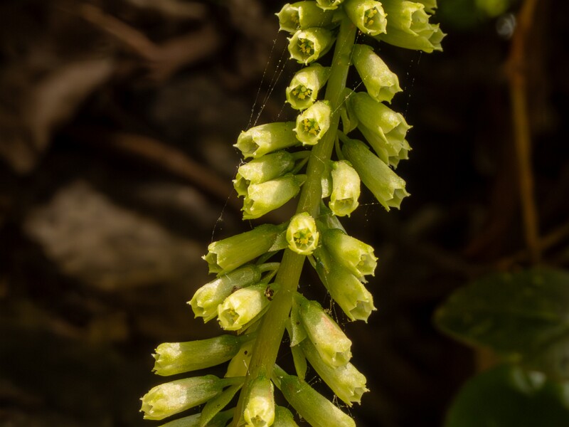 Umbilicus rupestris  2025-05-11 1-3