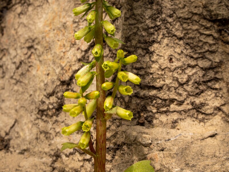 Umbilicus rupestris  2025-05-11 1-4