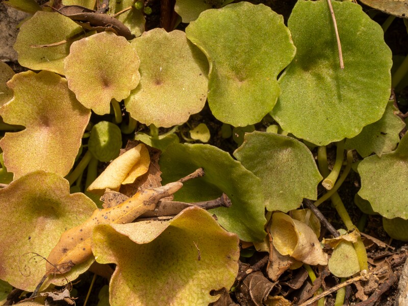 Umbilicus rupestris  2025-05-11 1-6