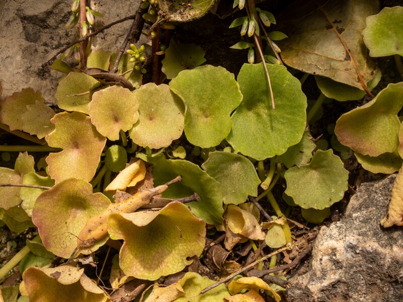 Umbilicus rupestris  2025-05-11 1-7