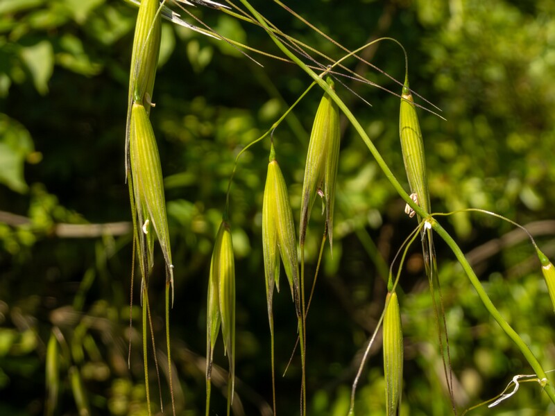 lat. Avena sterilis