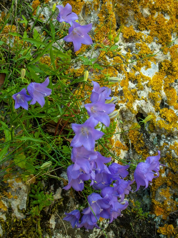 lat. Campanula rotundifolia