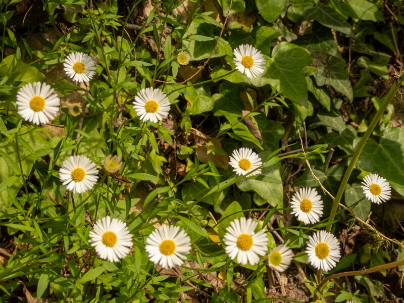 lat. Erigeron karvinskianus