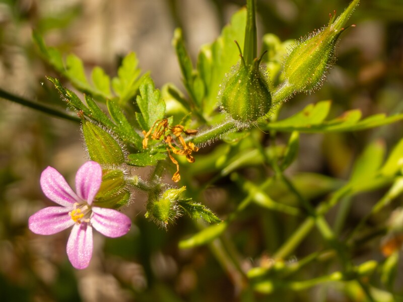 lat. Geranium purpureum