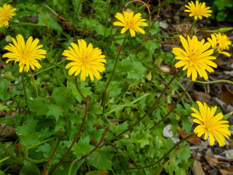 lat. Hyoseris radiata