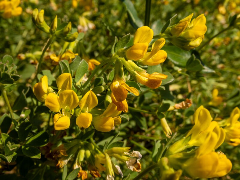 lat. Lotus cytisoides