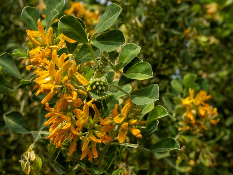 lat. Medicago arborea