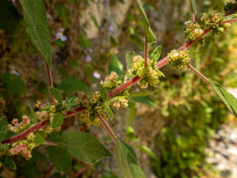 lat. Parietaria judaica