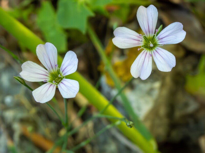 lat. Petrorhagia saxifraga