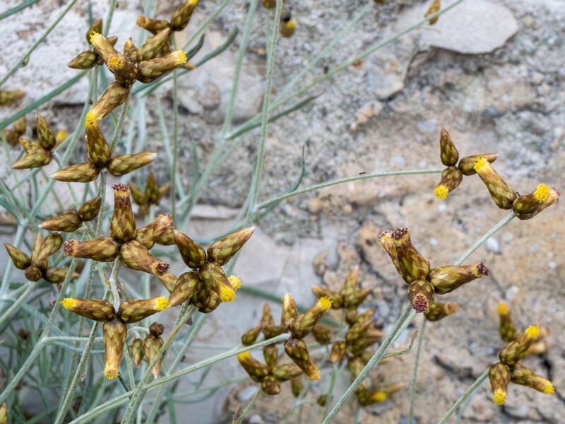 lat. Phagnalon sordidum