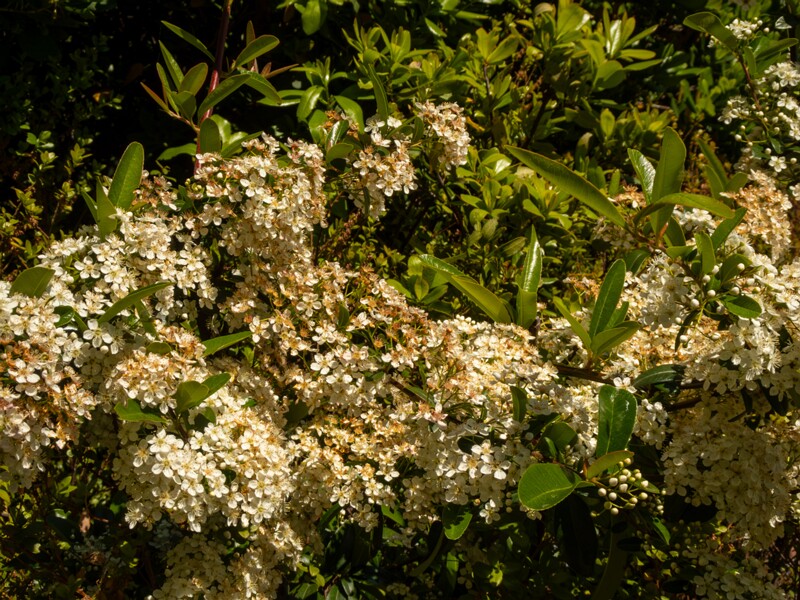 lat. Pyracantha coccinea