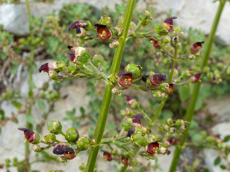 lat. Scrophularia auriculata
