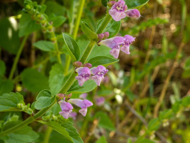 lat. Scutellaria columnae