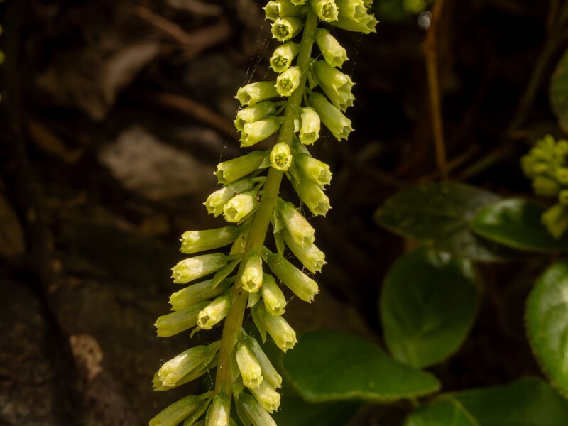 lat. Umbilicus rupestris