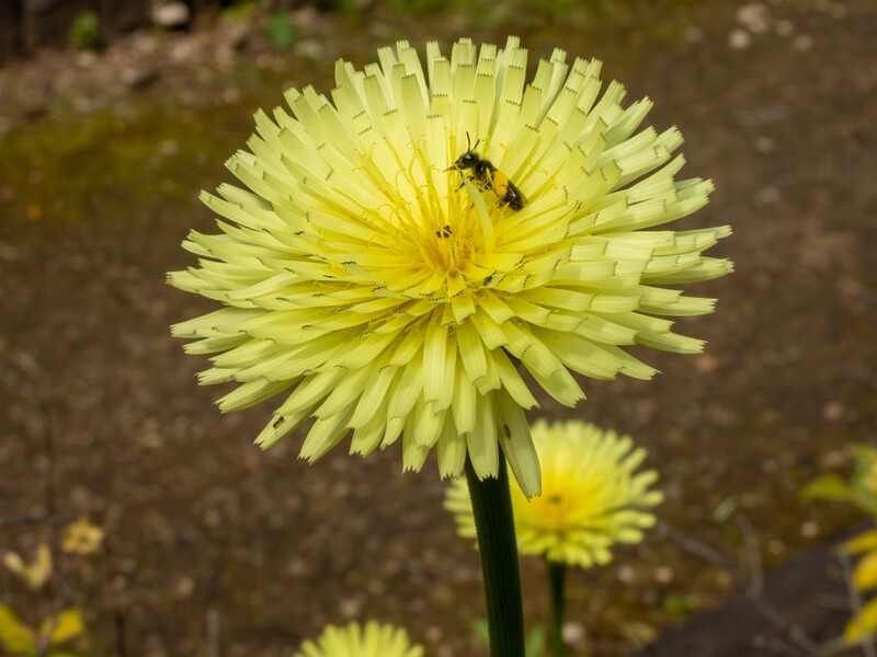 lat. Urospermum dalechampii