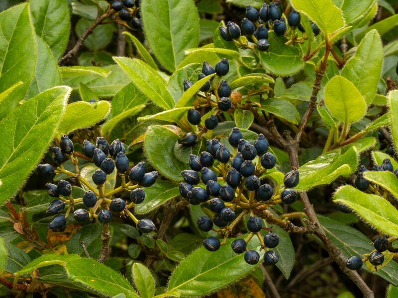 lat. Viburnum tinus