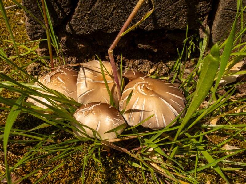 Champignons de Nice  2025-05-13 1-1