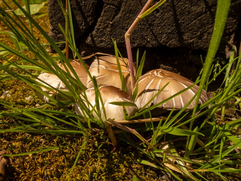 Champignons de Nice  2025-05-13 1-3