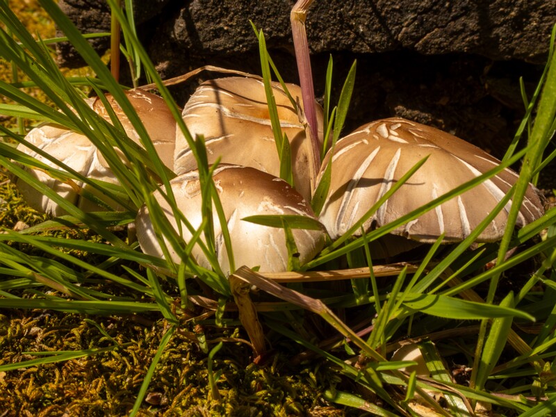 Champignons de Nice  2025-05-13 1-4