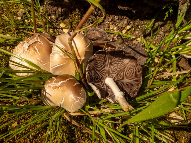 Champignons de Nice  2025-05-13 1-5