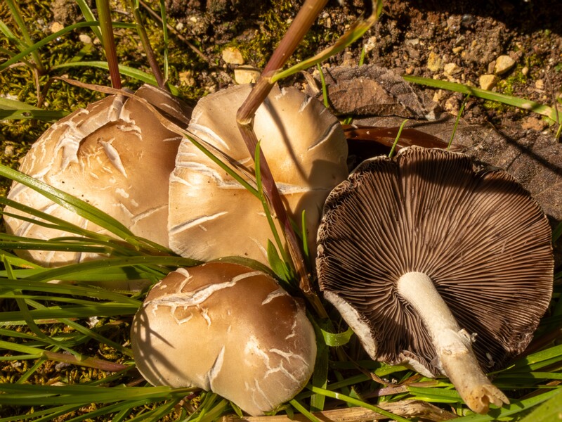 Champignons de Nice  2025-05-13 1-6