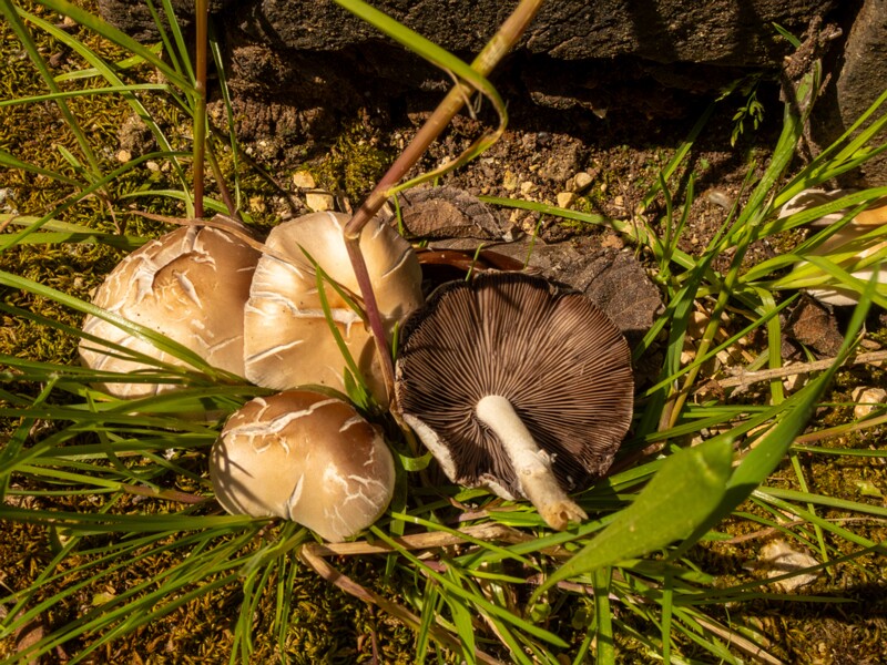 Champignons de Nice  2025-05-13 1-7