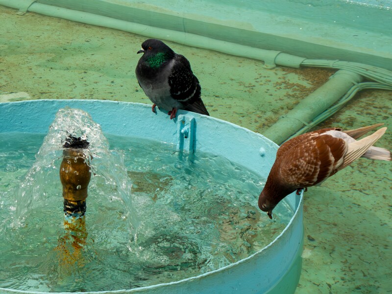 Faune de Menton  2025-05-16 1-3