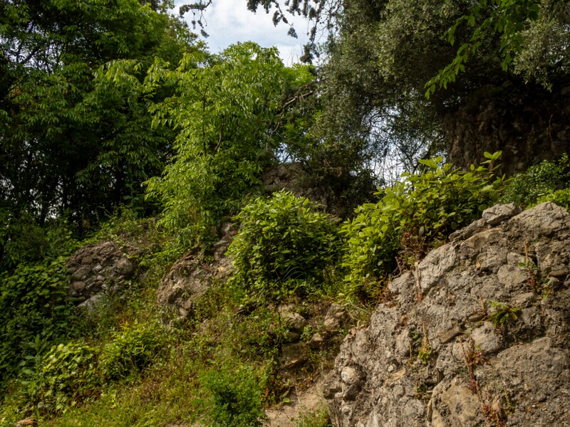 Castle hill forest  2025-05-11 1-11