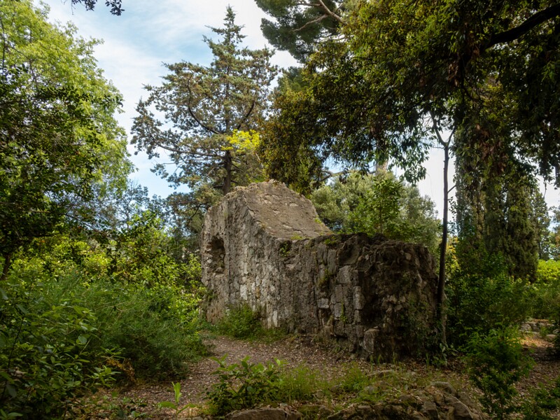 Castle hill forest  2025-05-11 1-12