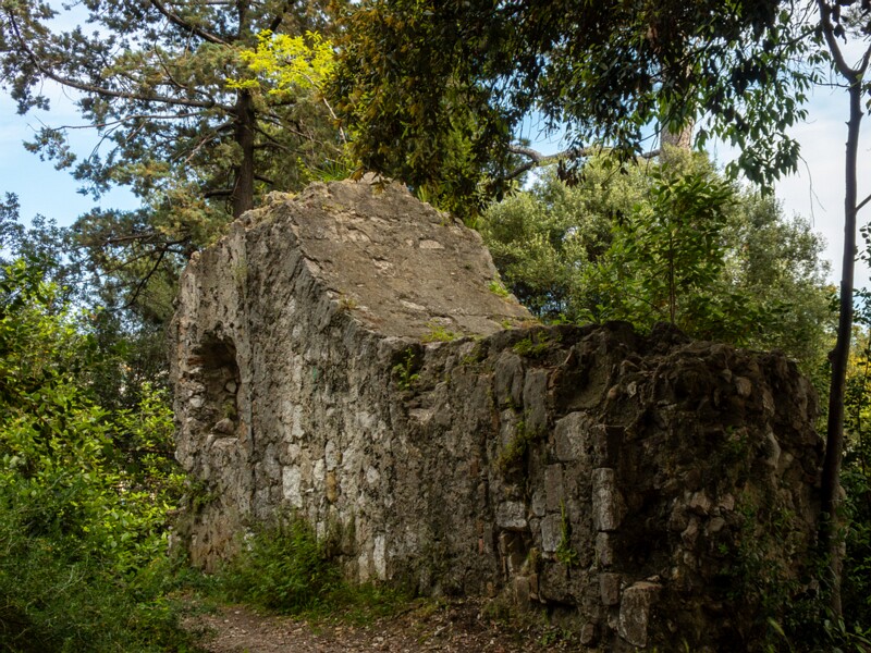 Castle hill forest  2025-05-11 1-13