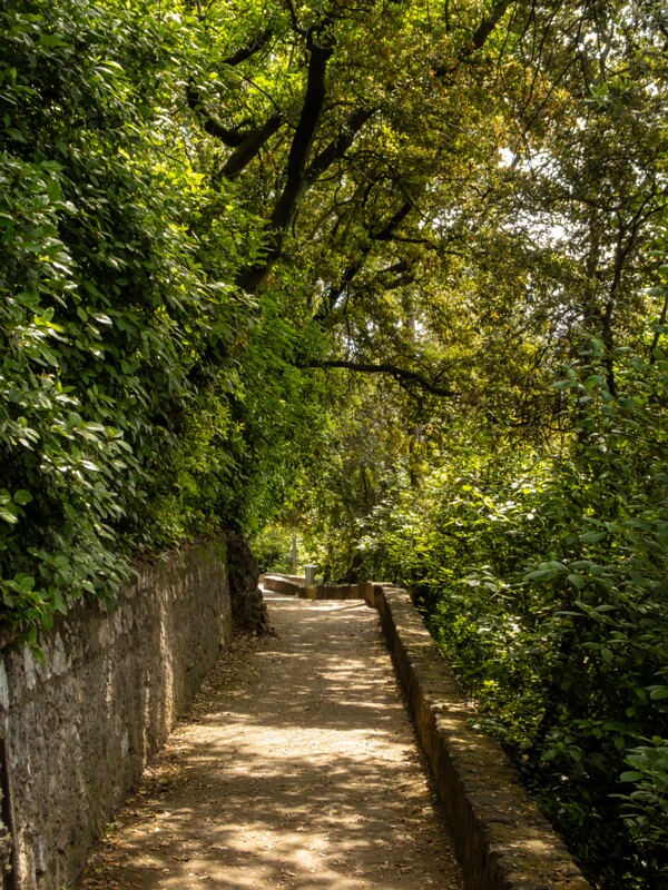 Castle hill forest  2025-05-11 1-3