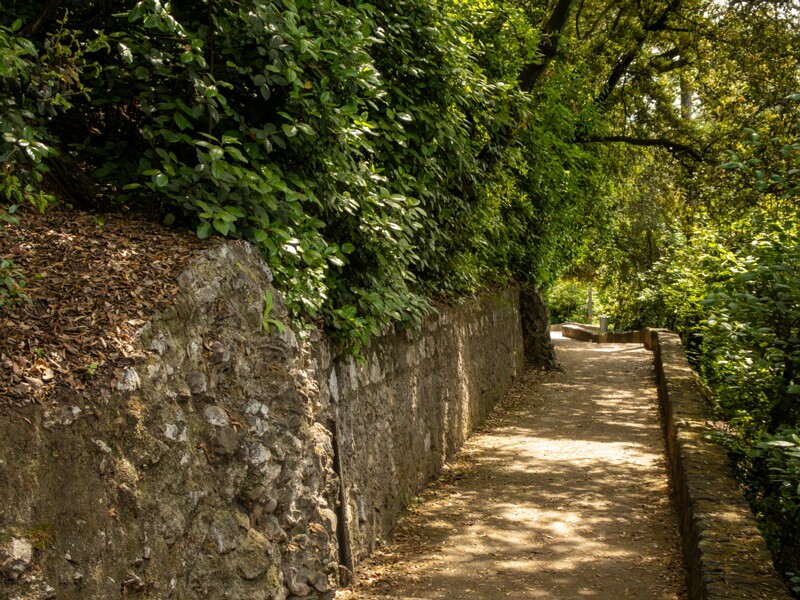 Castle hill forest  2025-05-11 1-4