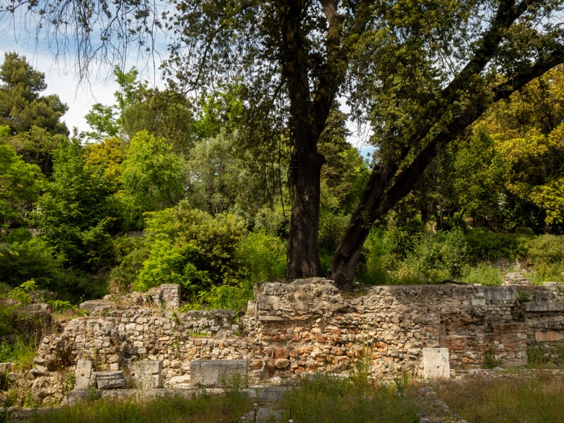 Castle hill forest  2025-05-11 1-6