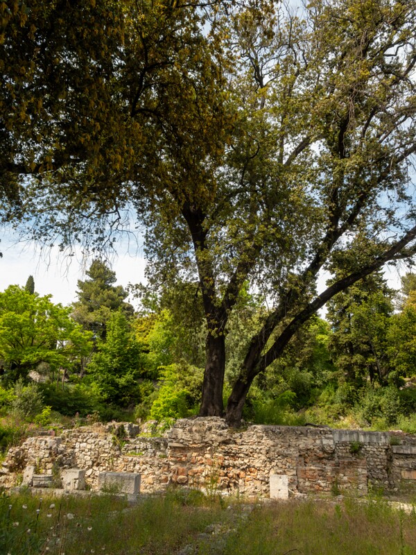 Castle hill forest  2025-05-11 1-8