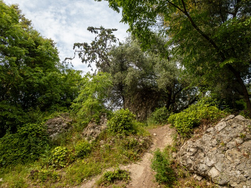 Castle hill forest  2025-05-11 2-1