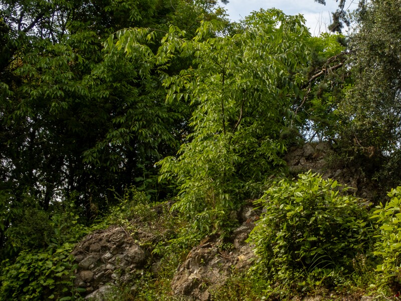 Castle hill forest  2025-05-11 2-2