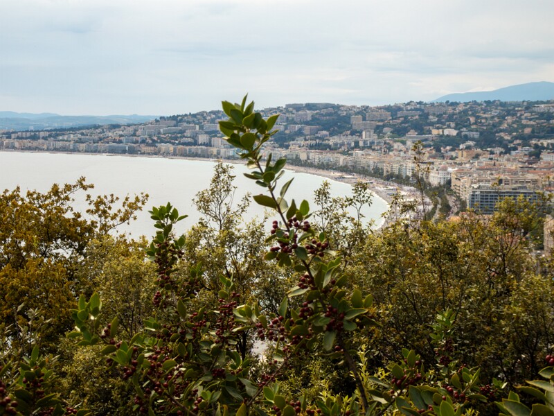 Castle hill forest  2025-05-11 2-6