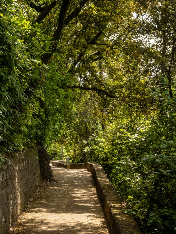 Forêt de la colline du château