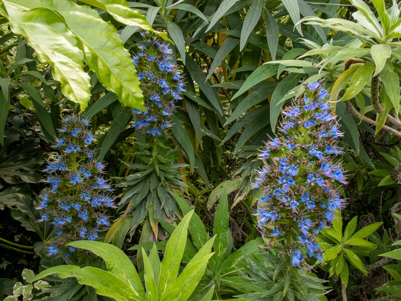 Echium candicans  2025-05-11 1-1