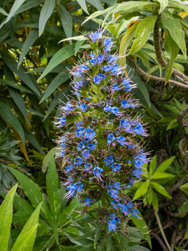 Echium candicans  2025-05-11 1-2
