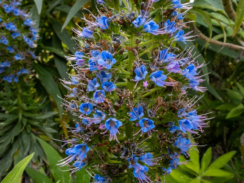 Echium candicans  2025-05-11 1-3