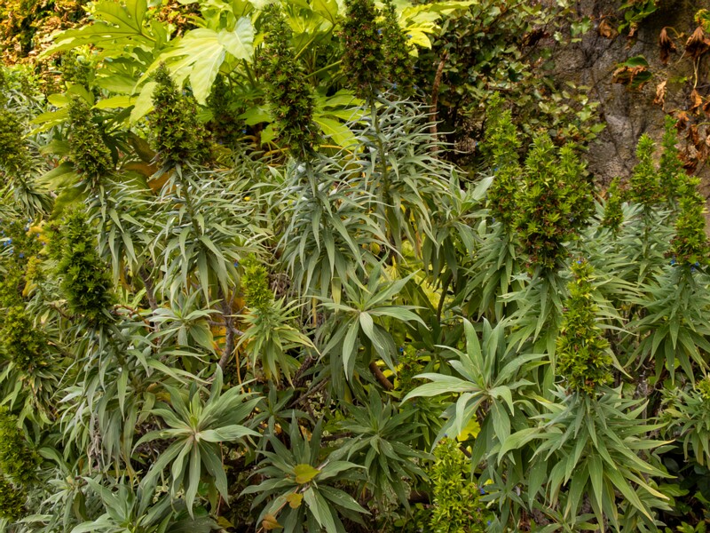 Echium candicans  2025-05-11 1-4