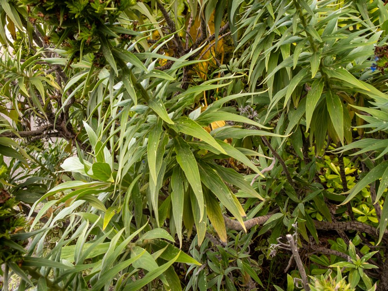 Echium candicans  2025-05-11 1-5
