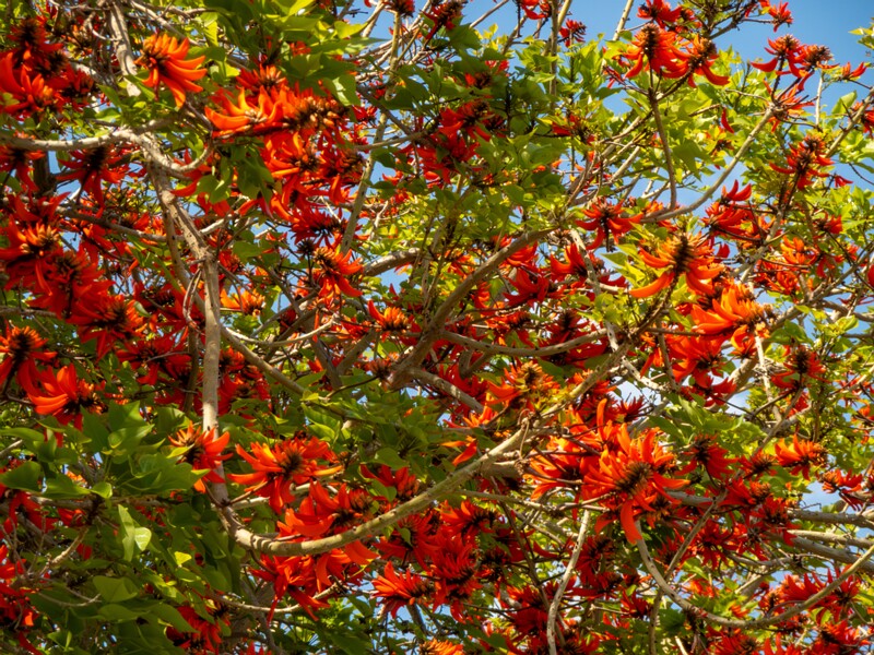 Erythrina lysistemon  2025-05-14 1-1
