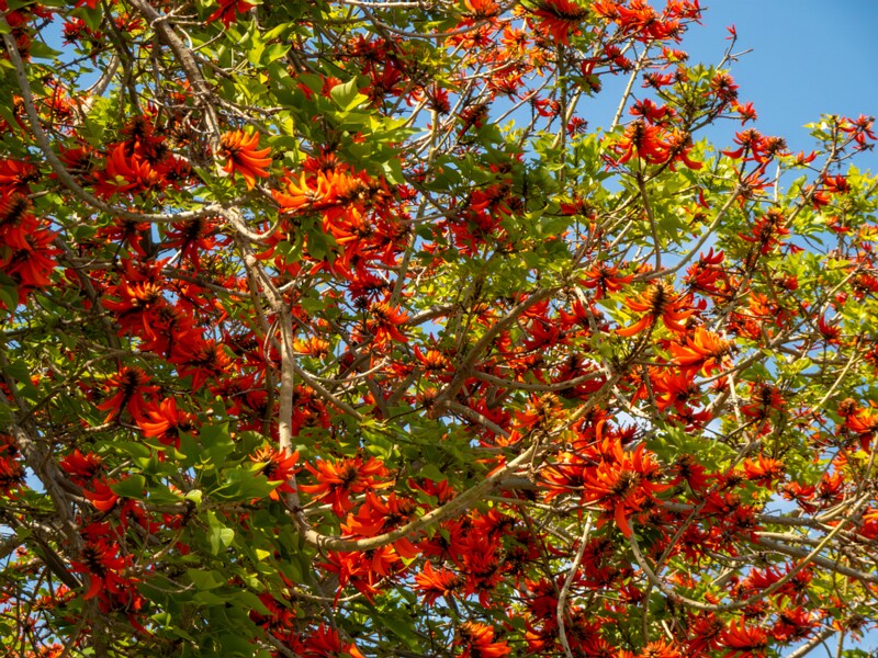 Erythrina lysistemon  2025-05-14 1-2