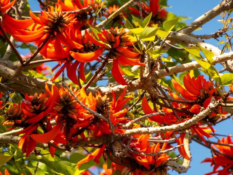 Erythrina lysistemon  2025-05-14 1-4