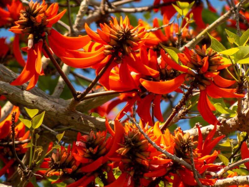Erythrina lysistemon  2025-05-14 1-5