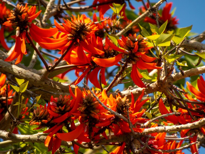 Erythrina lysistemon  2025-05-14 1-6